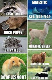 These Should Replace Their Scientific Names Funny Animal Names Funny Animal Jokes Funny Animal Memes