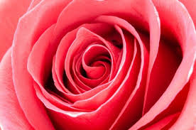 Fashion world beauty tips , love dp , rose dp for whatsapp/ profile , rose dp whatsapp , rose flower dp , love rose dp , dp rose. Flowers Images For Whatsapp Dp Flower Images For Whatsapp Dp 1000x662 Wallpaper Teahub Io