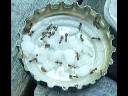 all natural ant control using borax