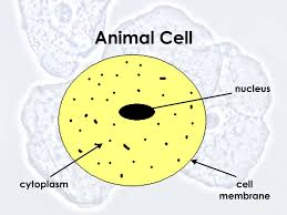 Maybe you would like to learn more about one of these? Section 1 Introduction To Cells Animal Cell Nucleus Cell Membrane Cytoplasm Ppt Download