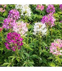 Image result for Cleome stricta