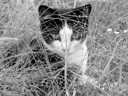 Klicken sie zunächst auf das bild in ihrem dokument, um es auszuwählen. Momentaufnahmen Katzenbilder In Schwarzweiss