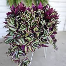 Image result for Tradescantia zebrina