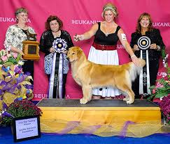 Kodibear is owned by vikki mckoy and is part of team alaska. Alliebeck Goldens Akc Registered Puppies From Champion Golden Retrievers And Pedigrees Home Page