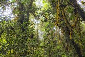 Santa elena skywalk, santa elena: Santa Elena Cloud Forest A Fairytale Hike In Costa Rica Atlas Boots