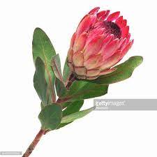 Close Up Of A King Protea Picture Idskd190576sdc 612 612 Protea Flower Protea Art Botanical Flowers