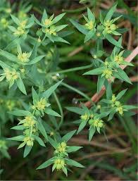 Image result for Euphorbia granulata