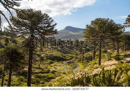 Image result for Arauk rie Araucaria