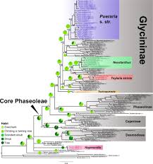 Image result for Pseudovigna