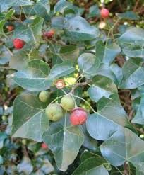 Image result for Thespesia