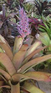 Bromelias Bromeliads Tropical Garden Air Plants