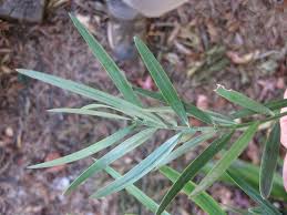 Image result for Afrocarpus falcatus