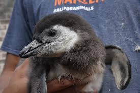 Penguin is a seabird and popular attractions in zoos and aquatic parks around the world. African Penguin The Maryland Zoo