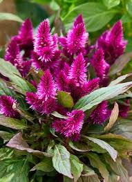 How To Grow Celosia In 2020 Celosia Flower Shade Loving Perennials Plant Gifts