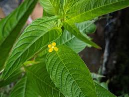 Image result for Ludwigia erecta