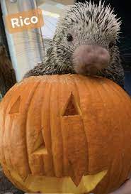 Pin By Linda Sunner On Cute Animals Cincinnati Zoo Cute Animals Pumpkin Carving