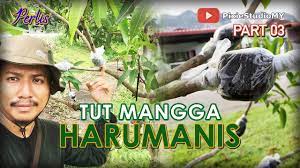 Pokok boleh kena panas dan hujan 5. Cara Mudah Tut Pokok Mangga Harumanis Perlis Air Layering Mango Tree Youtube