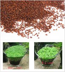 بذور عشبية مائية لحوض الأسماك بذور للنباتات من Glossostigma Hemianso كاليتريكوديس تنمو بسرعة بذور لخزان الأسماك خلفية حوض السمك Hemianthus Callitrichoides Grass Aquariumfor Fishing Aliexpress