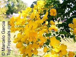 Image result for Senna bicapsularis