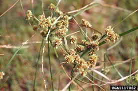 Image result for Cyperus dives