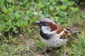 How to keep sparrows out of bluebird houses. What Is In My Bluebird House Bygl