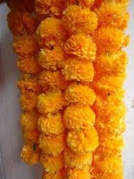 Choose from 100+ marigold flower graphic resources and download in the form of png, eps, ai or psd. Goyal Traders Artificial Marigold Flowers Garlands For Decoration Pack Of 5 Yellow Marigold Artificial Flower Price In India Buy Goyal Traders Artificial Marigold Flowers Garlands For Decoration Pack