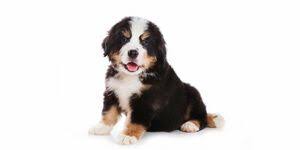 45) anerkannte schweizer hunderasse, die zum rassetyp der sennenhunde zählt. Berner Sennenhund Preis Grosse Charakter Und Gewicht