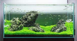 Iwagumi Aquascape For Beginners Tank Setup Plants Rocks Fish Aquarium Landscape Aquascape Design Aquascape
