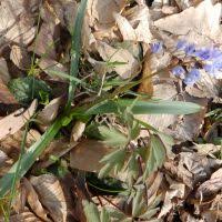 Image result for Scilla benguellensis