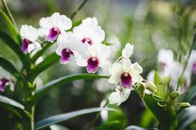 Image result for Phaius occidentalis