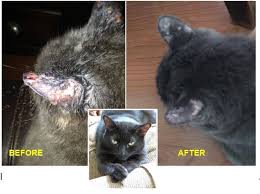 Ensure an accurate diagnosis by consulting your veterinarian. Cat Ear Infection Treatment Banixx Cat Ear Yeast Infection Remedy