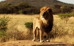 Lion Wallpaper Hd Free Download 2560x1600 Wallpaper Teahub Io 1920x1080 elephants, animals, african, nature, grass, savannah, overcast, wildlife, photography wallpapers hd / desktop and mobile backgrounds. teahub io