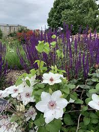 These companionable queens reign together happily, sharing like sunlight, soil,. Clematis Roses And Lessons Learned Scott Arboretum