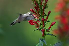 Invite delightful hummingbirds to your garden with these flowers by karen chapman. How To Feed A Hummingbird Part Ii Flowers Nectar