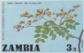 Image result for Julbernardia