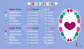 Baby Teeth Order Teething Chart Kute Keiki