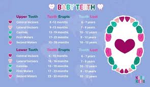 baby teeth order teething chart kute keiki