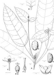 Image result for Mildbraedia carpinifolia