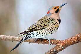 The candle flickered in the wind and went out. Northern Flicker