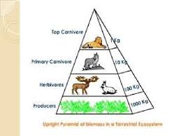 Trophic level pyramid with percentages. Ecological Pyramids By K Sharath Deepika Ecological Pyramids