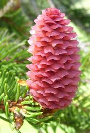 Epingle Par Karola Ii Sur Une Fleur En 2020 Fleurs Exotiques Fleurs Insolites Planter Des Fleurs