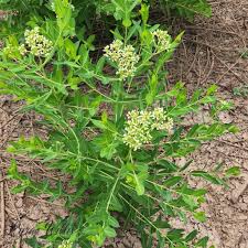 Image result for Apocynaceae subfamily Periplocoideae