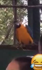 Bird Bouncing Golf Ball On Concrete Get It Parrot Video In 2020 Funny Animal Videos Cute Funny Animals Animal Jokes