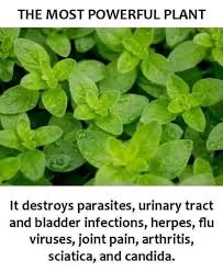 Image result for Pentarrhinum insipidum