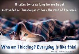 Tuesday Humor Animal Funny Cute Cat Work Week Exhausted Already Need Motivation For The Rest Of The Week It Tuesday Humor Funny Thoughts Life Humor
