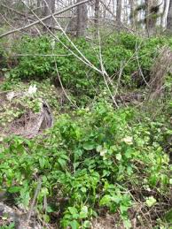 Image result for Lannea humilis