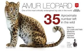 Amur Leopard Here Is A Poster That Someone Created To