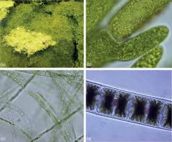 Image result for Micrargeria