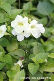 Image result for Asystasia gangetica