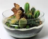 Ashton Ferns Cacti Terrarium Class at Southern Tier